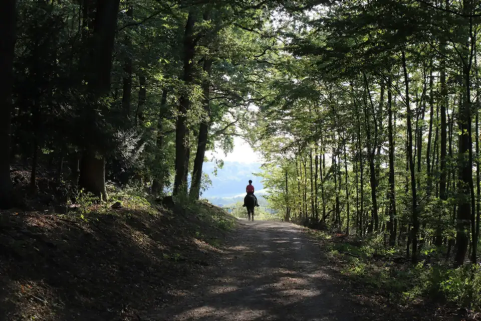 Breiter Forstweg im Hochwald, ganz hinten ein Reiter
